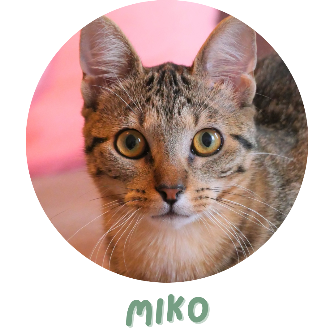 Miko