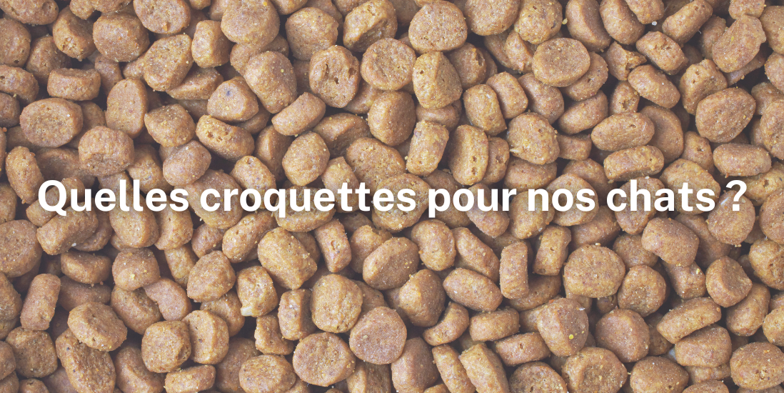 Défaire les nœuds : Quelles croquettes pour nos chats ?