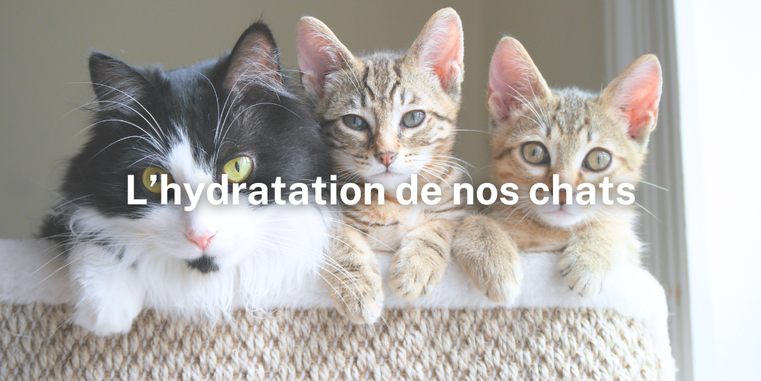 Défaire les nœuds : L'hydratation de nos chats