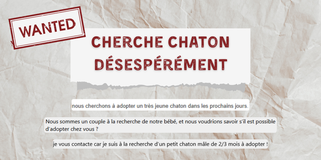 Cherche chaton désespérément