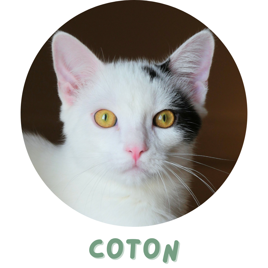 Coton
