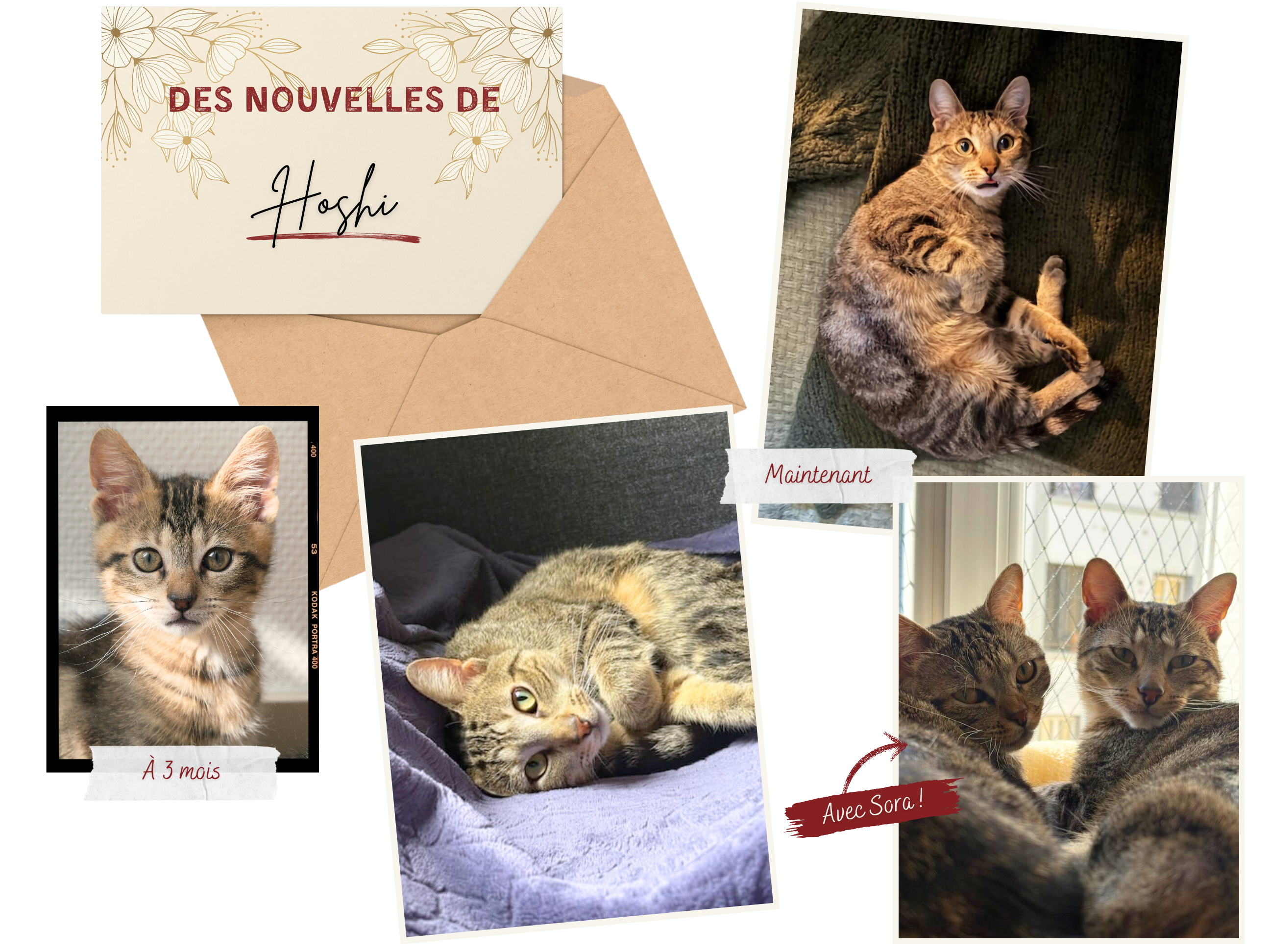 Des nouvelles de Hoshi