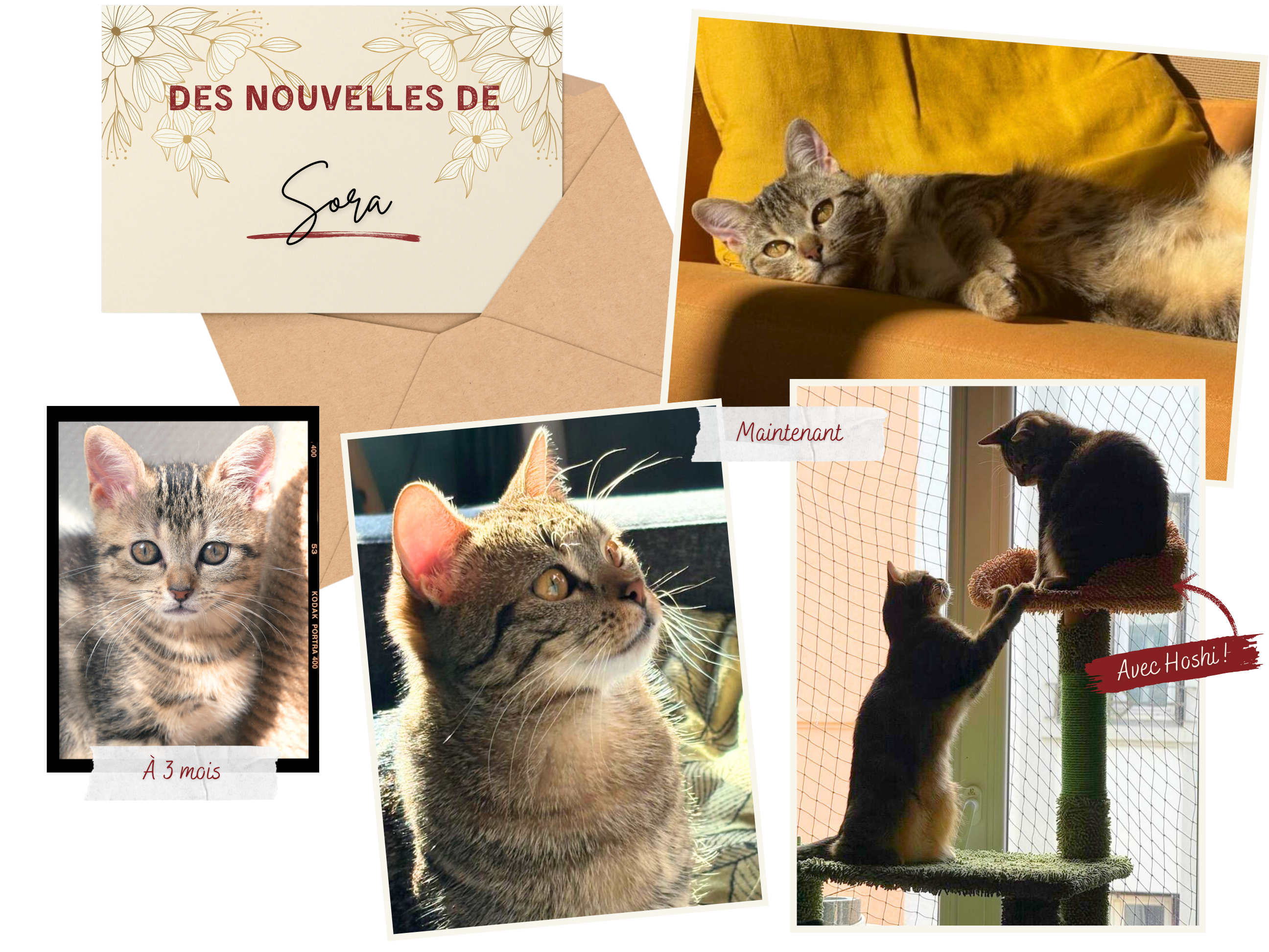 Des nouvelles de Sora
