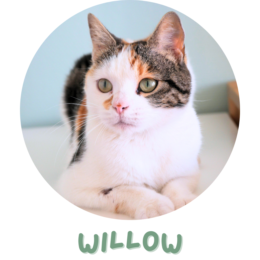 Willow
